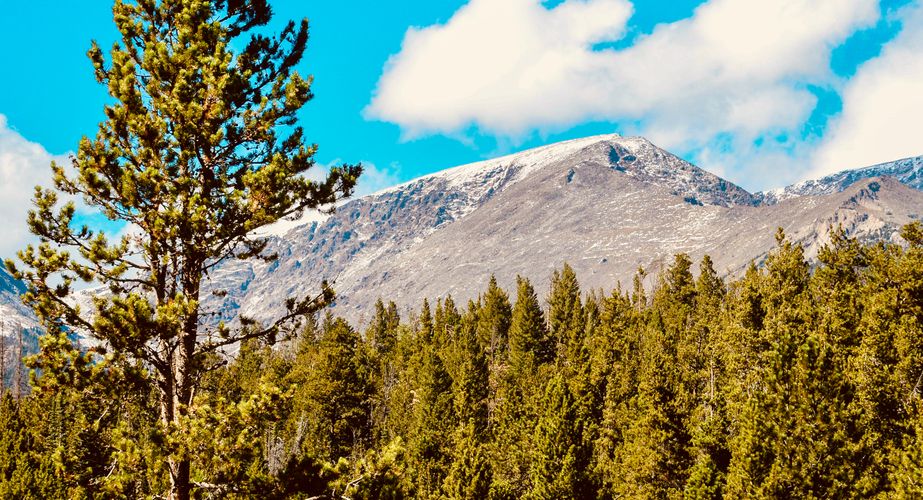 Wild USA Nieuw 7 Wild USA Nieuw 7